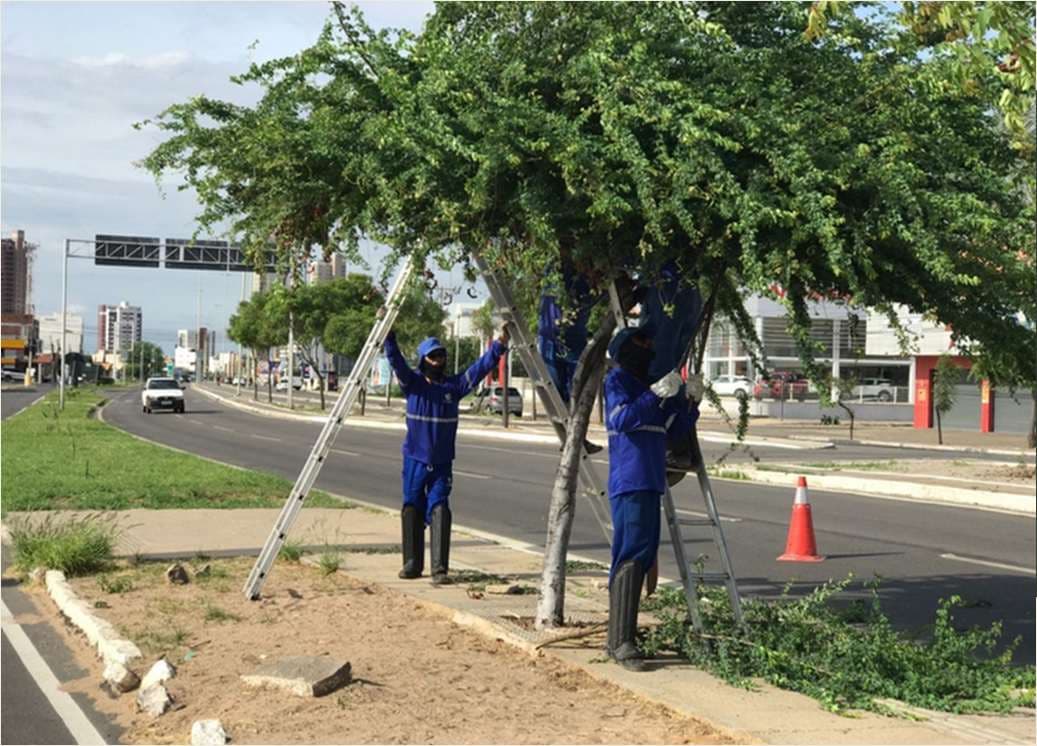 Equipe de agentes de limpeza podando uma árvore com escadas, em canteiro de via urbana